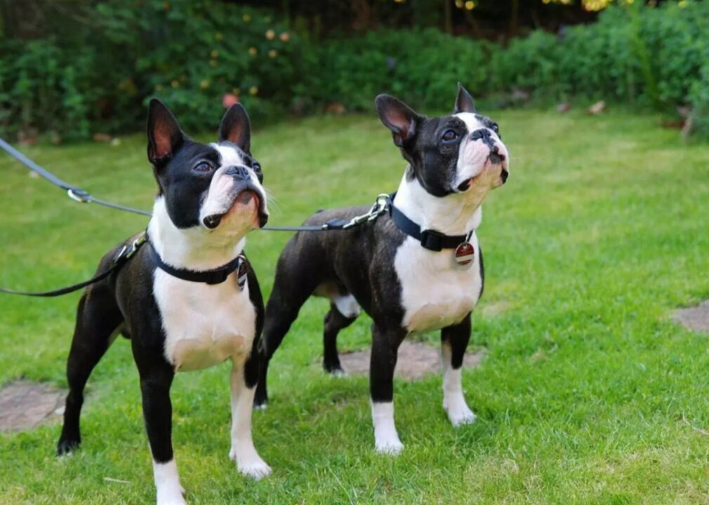 #23. Boston terrier